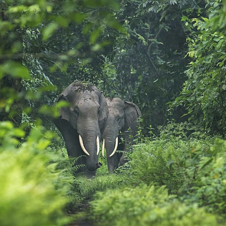 Theppakadu Elephant Camp
