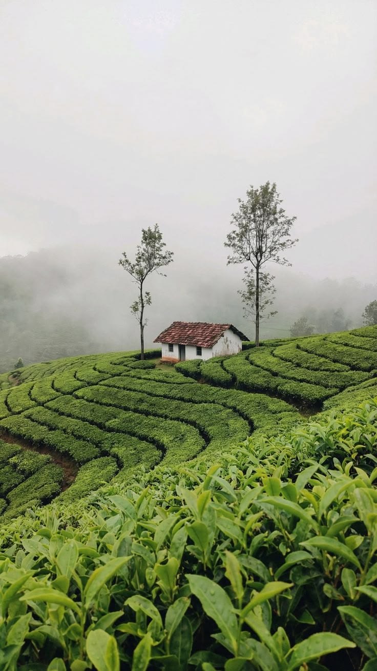 Valparai Tea Estates